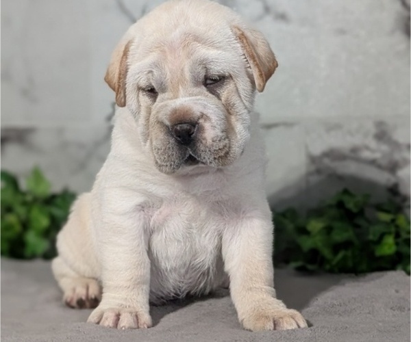 Medium Photo #3 Cocker-Pei Puppy For Sale in GOSHEN, IN, USA