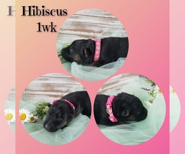 Medium Photo #3 German Shepherd Dog Puppy For Sale in BROOKFIELD, MO, USA