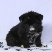 Small Photo #1 Shepadoodle Puppy For Sale in GAP, PA, USA