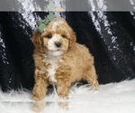 Small Photo #5 Poodle (Miniature) Puppy For Sale in WARSAW, IN, USA