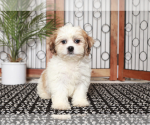 Zuchon Puppy for sale in NAPLES, FL, USA