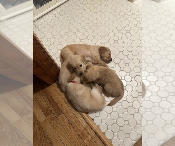 Medium Photo #2 Golden Retriever Puppy For Sale in CHICAGO, IL, USA