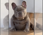 Small #2 French Bulldog