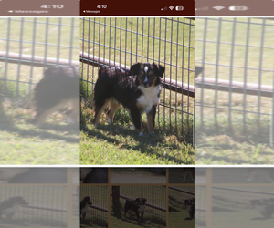 Father of the Miniature Australian Shepherd puppies born on 04/17/2025