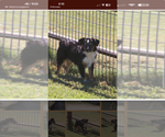 Small Photo #1 Miniature Australian Shepherd Puppy For Sale in ADAIRSVILLE, GA, USA