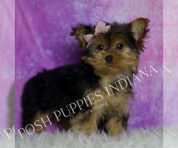 Medium Photo #2 Yorkshire Terrier Puppy For Sale in WARSAW, IN, USA
