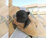 Small Photo #7 French Bulldog Puppy For Sale in NEW CASTLE, PA, USA