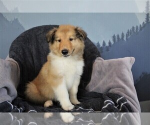 Collie Puppy for sale in BROADWAY, VA, USA