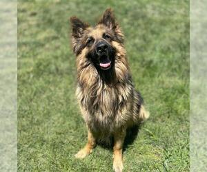 German Shepherd Dog Dogs for adoption in Modesto, CA, USA