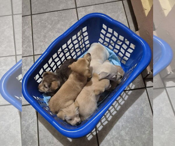 Medium Photo #5 Chihuahua-Unknown Mix Puppy For Sale in Virginia Beach, VA, USA