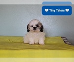 Small #1 Shih Tzu