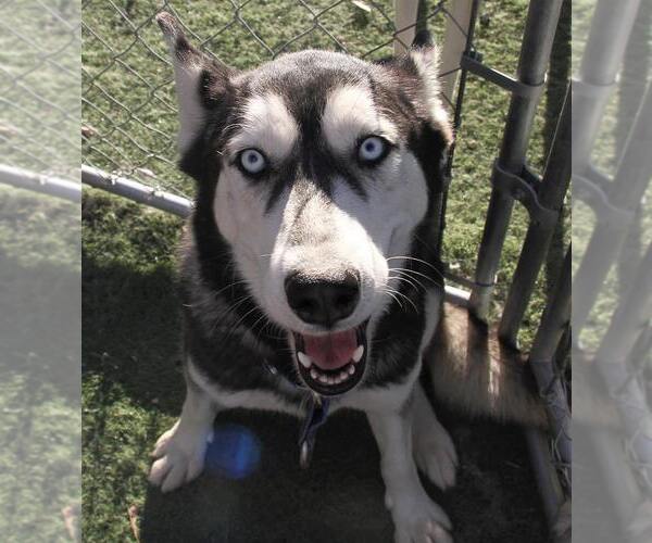 Medium Photo #1 Siberian Husky Puppy For Sale in Randleman , NM, USA