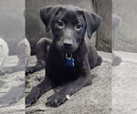 Small #1 Labrador Retriever Mix