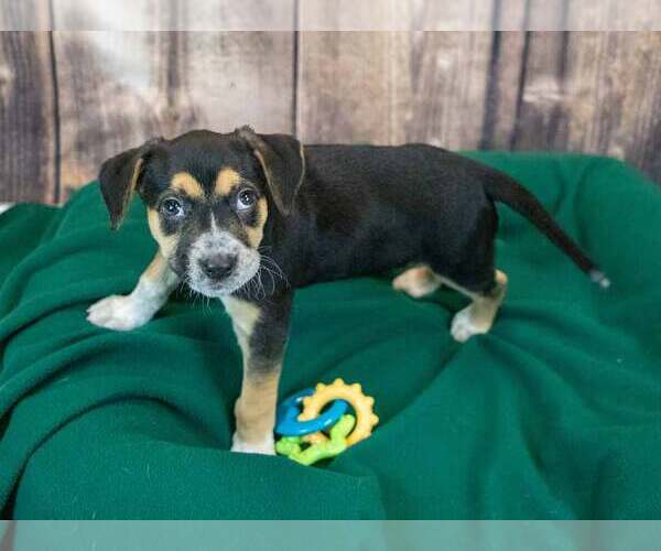 Medium Photo #3 Labbe Puppy For Sale in Kennesaw, GA, USA