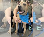Small #3 American Pit Bull Terrier Mix