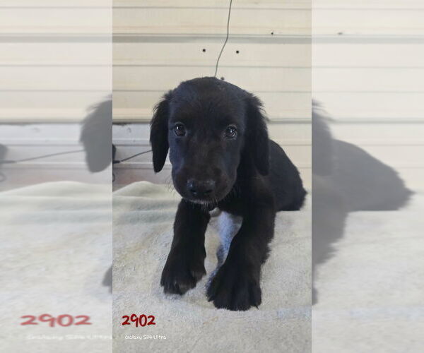 Medium Photo #1 Catahoula Leopard Dog-Labrador Retriever Mix Puppy For Sale in Foristell, MO, USA