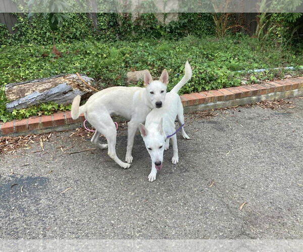 Medium Photo #7 German Shepherd Dog-Unknown Mix Puppy For Sale in San Diego, CA, USA