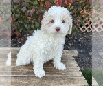 Small Photo #2 Cockapoo Puppy For Sale in MIDDLEBURY, IN, USA