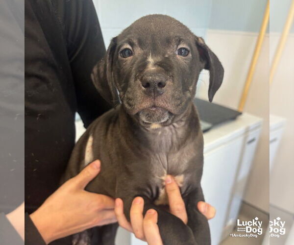 Medium Photo #5 Labrador Retriever-Unknown Mix Puppy For Sale in Washington, DC, USA