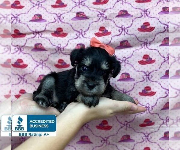 Medium Photo #2 Schnauzer (Miniature) Puppy For Sale in WINNSBORO, LA, USA