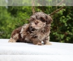 Small #16 ShihPoo