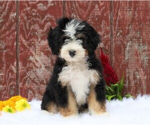 Miniature Bernedoodle Puppy for sale in FREDERICKSBG, OH, USA