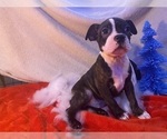 Puppy Brownie Boston Terrier