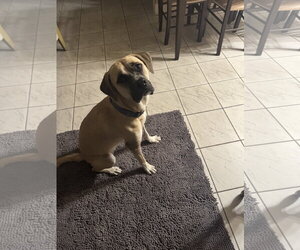 COURTESY POST: Caly - Female Boxer-Unknown Mix Dog for Adoption - Photo #3