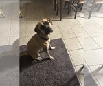 Small Photo #3 Boxer-Unknown Mix Puppy For Sale in Miami, FL, USA
