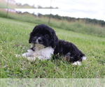 Small #5 Cavapoo