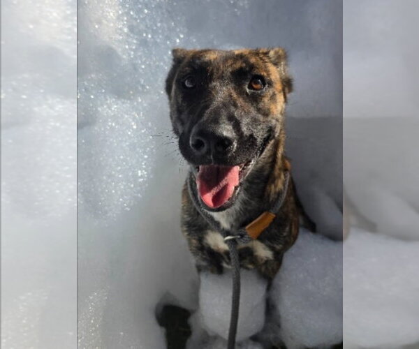 Medium Photo #4 Holland Shepherd-Unknown Mix Puppy For Sale in Lakewood, CO, USA
