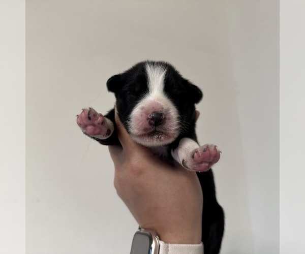 Medium Photo #19 Australian Shepherd Puppy For Sale in DEVINE, TX, USA