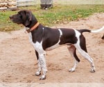 Small Photo #2 German Shorthaired Pointer Puppy For Sale in HAYWARD, WI, USA