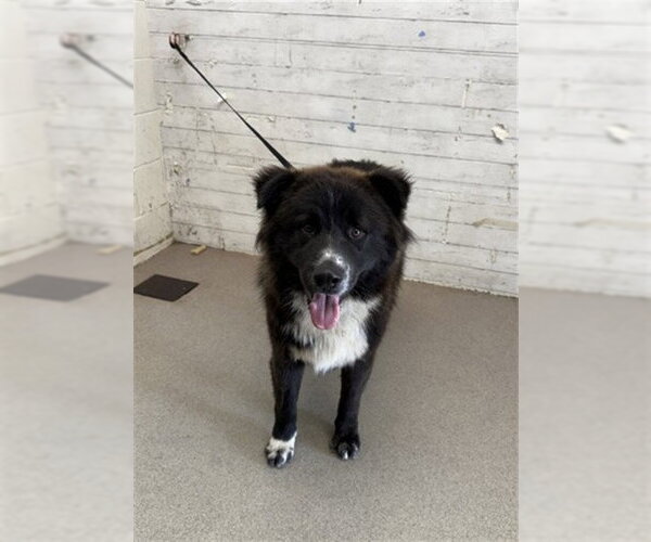 Medium Photo #1 Border Collie-Unknown Mix Puppy For Sale in San Bernardino, CA, USA