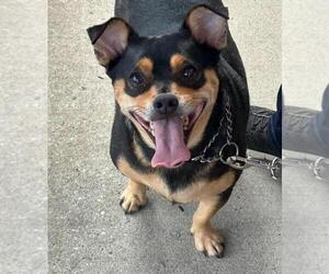 Chug Dogs for adoption in Rootstown, OH, USA