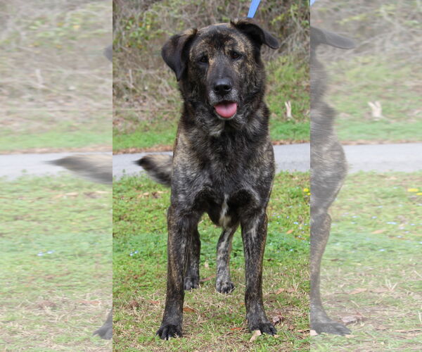 Medium Photo #2 Mutt Puppy For Sale in Prattville, AL, USA