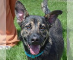 Small German Shepherd Dog Mix