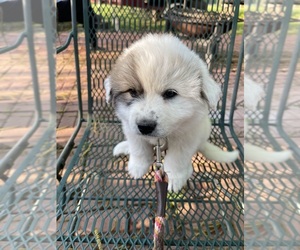 Great Pyrenees Puppy for sale in MADISON, MS, USA