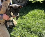 Puppy JackCKC fixed French Bullhuahua