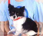Small #1 Papillon