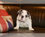 Small Photo #3 English Bulldog Puppy For Sale in CHICAGO, IL, USA