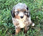 Small #10 Bernedoodle (Miniature)
