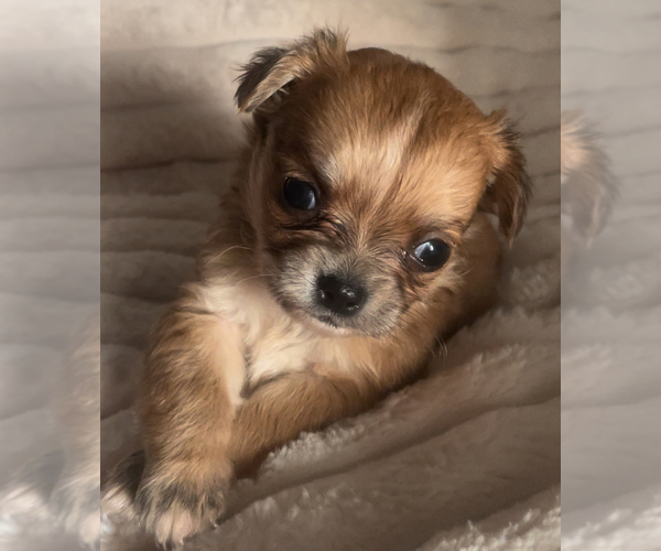 Medium Photo #18 Chihuahua Puppy For Sale in ADAMSVILLE, TN, USA