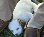 Small Photo #24 Cavapoo Puppy For Sale in BATESVILLE, IN, USA