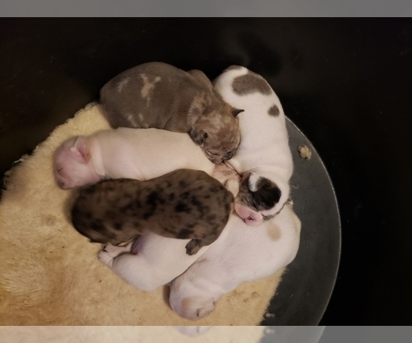 Medium Photo #33 French Bulldog Puppy For Sale in BONE CAVE, TN, USA