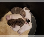 Small Photo #33 French Bulldog Puppy For Sale in BONE CAVE, TN, USA