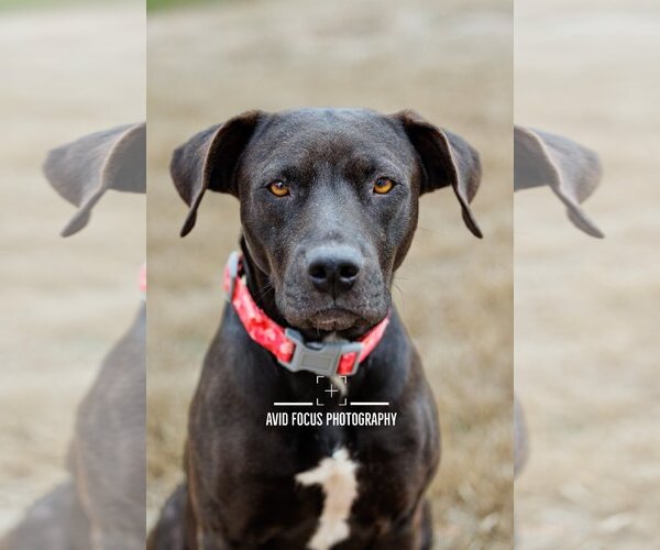 Medium Photo #1 American Pit Bull Terrier-Retriever  Mix Puppy For Sale in McKinney, TX, USA