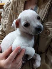 Chug Puppy for sale in PALM COAST, FL, USA
