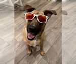 Small #1 Australian Shepherd-Boxer Mix