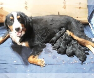 Father of the Bernedoodle puppies born on 08/03/2020